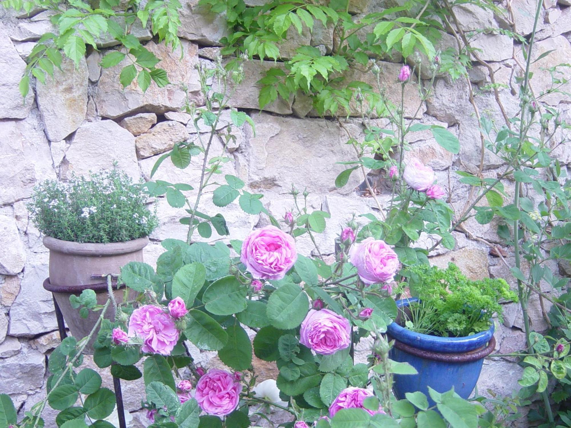 Ecologis Du Vignoble * Katzenthal