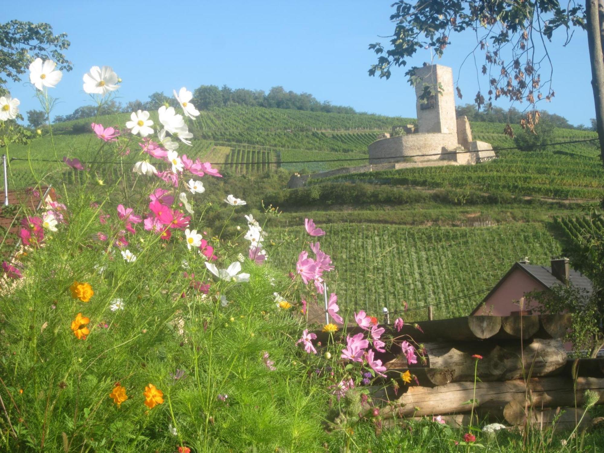 Holiday home Ecologis Du Vignoble