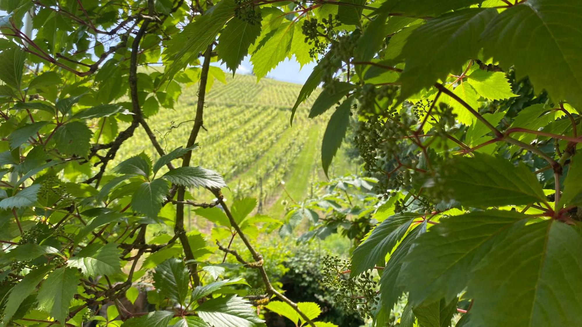 Ecologis Du Vignoble Ferienhaus Katzenthal