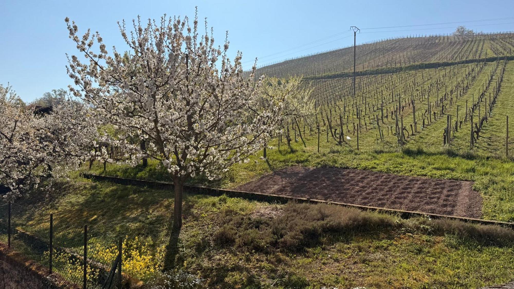 Holiday home Ecologis Du Vignoble