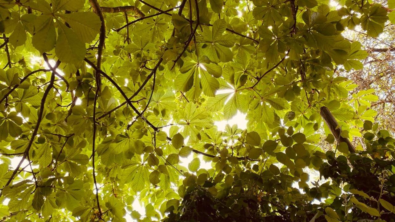 Ecologis Du Vignoble *