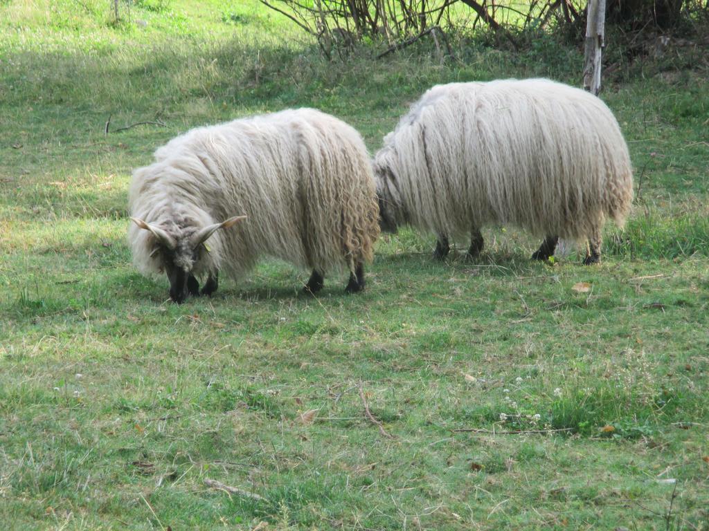 Ecologis Du Vignoble * Katzenthal